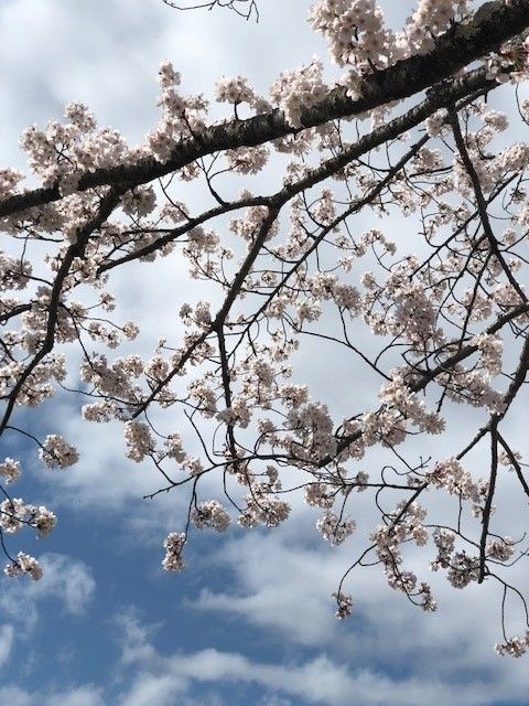 桜 (9).jpg